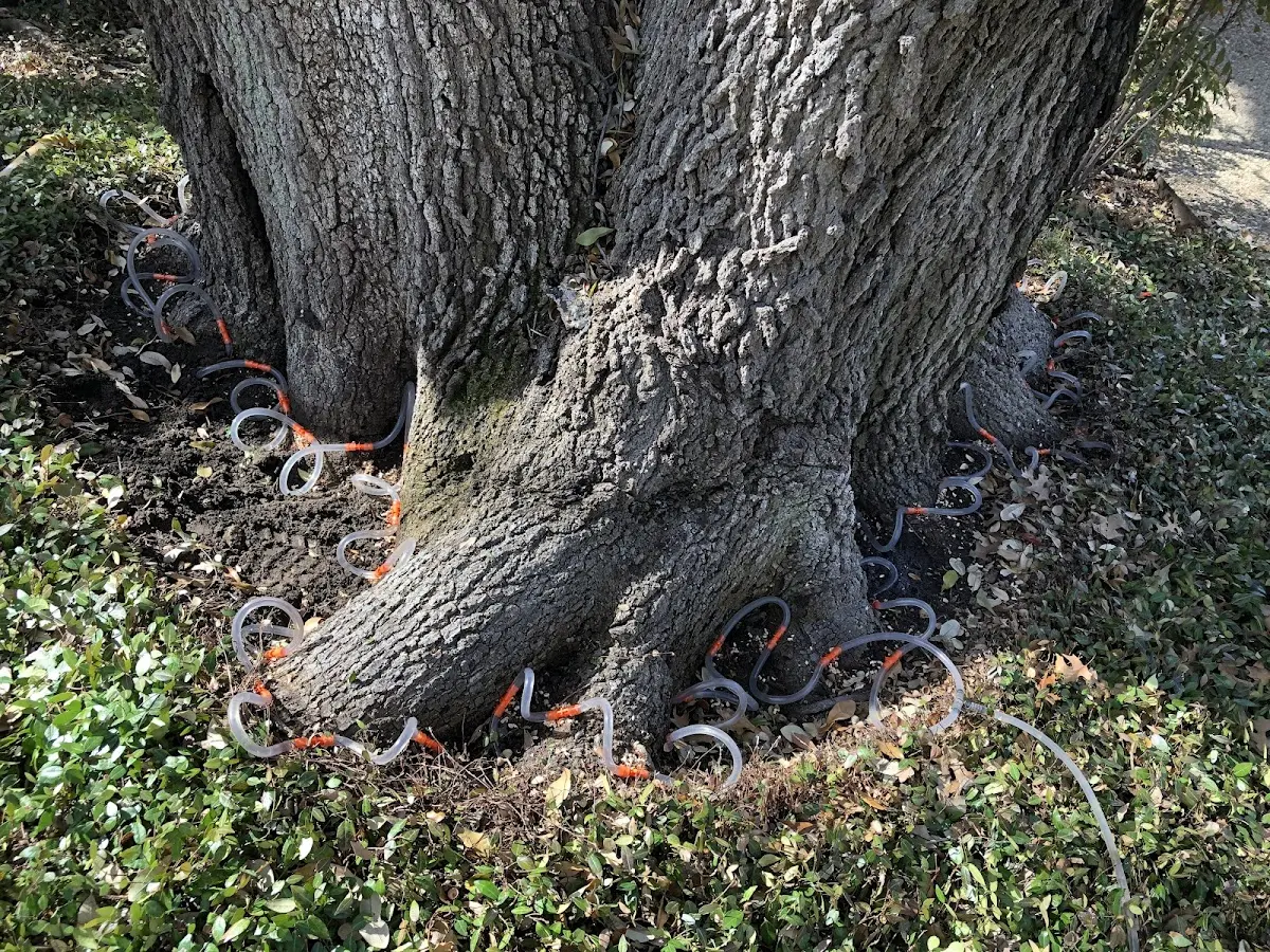 Detailed Tree Cabling and Bracing job site in Graniteville