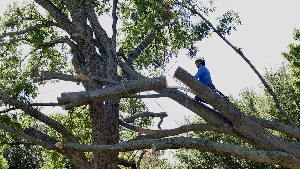 Professional Crown Thinning performed by certified arborists in Graniteville