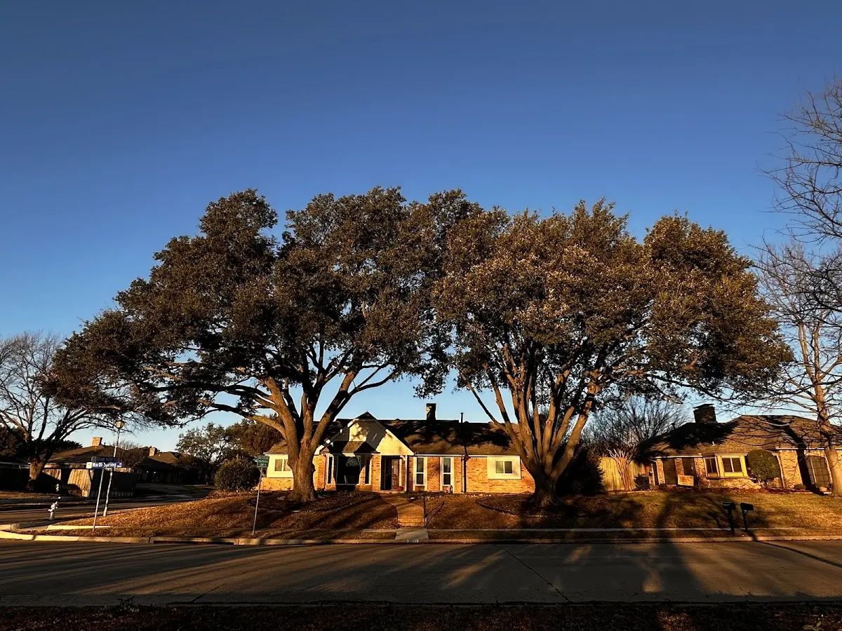 Established residential canopy tree shading a home in Graniteville